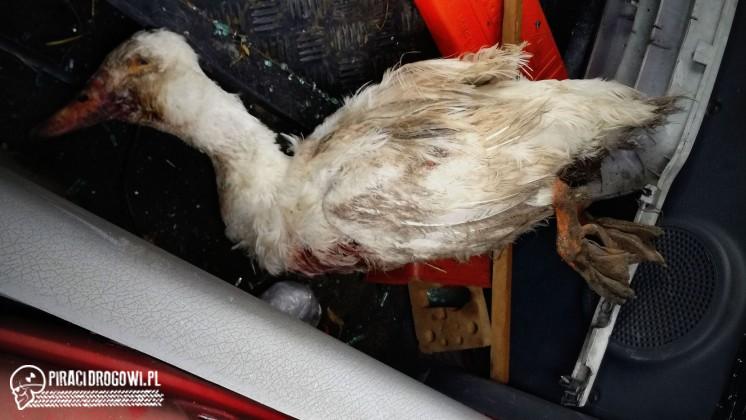 Pijacki rajd w Kozach. Delikwent miał 4 promile i martwą gęś w bagażniku