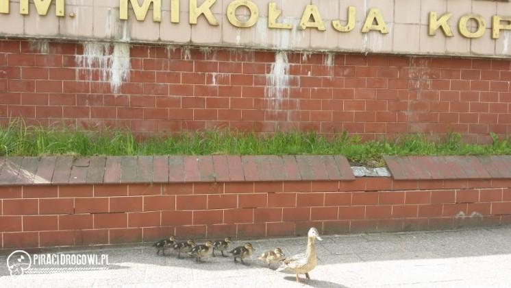 Kacza rodzina zgubiła się w Gdańsku. Strażnicy Miejscy zaprowadzili je nad wodę!