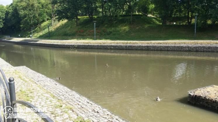 Kacza rodzina zgubiła się w Gdańsku. Strażnicy Miejscy zaprowadzili je nad wodę!