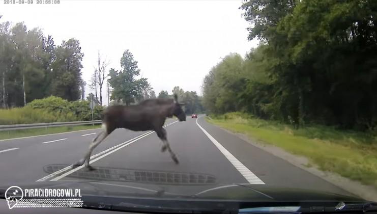 O mały w(łoś) od zderzenia!