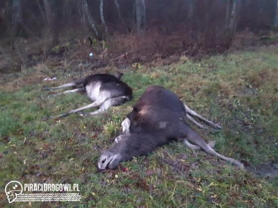 Groźny wypadek pod Węgorzewem. Dwa łosie potrącone przez samochód.