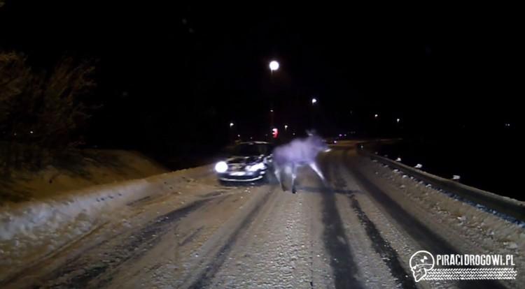 Łoś kontra autobus szkolny