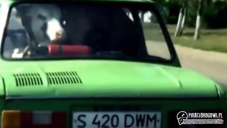 Kto powiedział, że w osobówce krowa się nie zmieści?